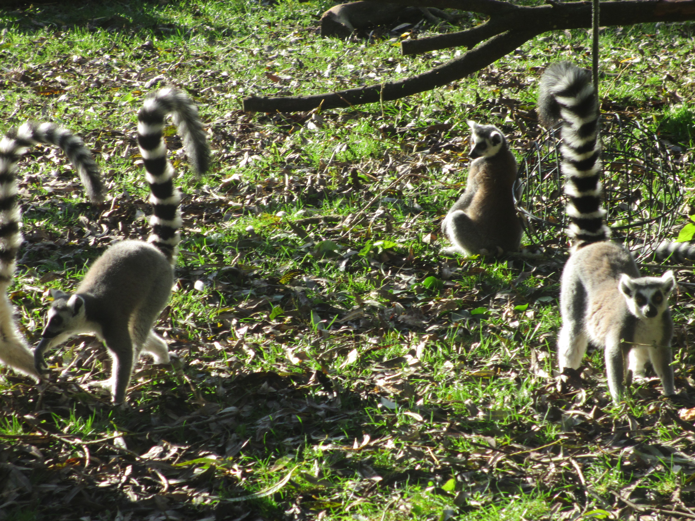 Une visite au Zoo de Beauval