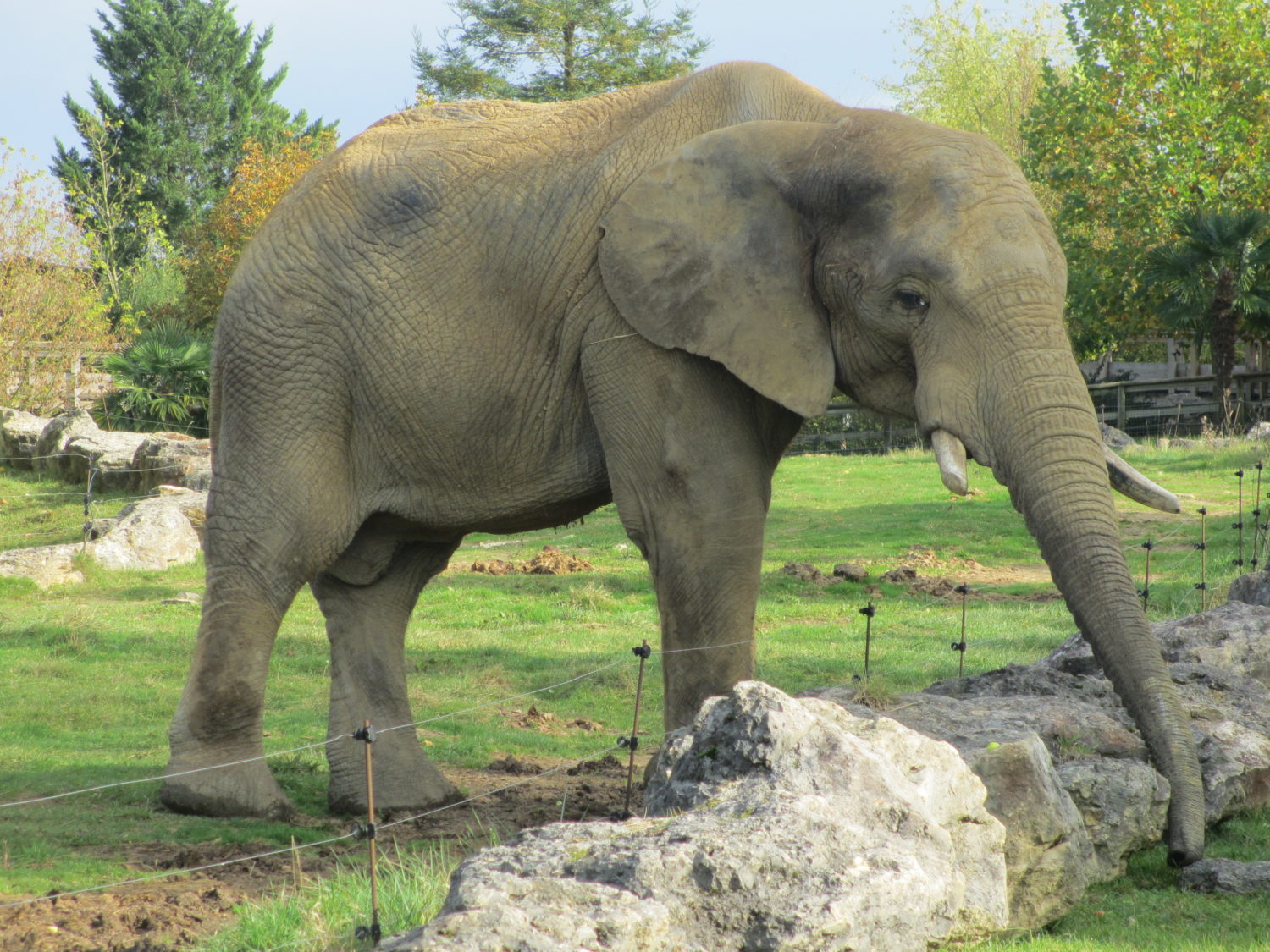 Visite du zoo de Beauval