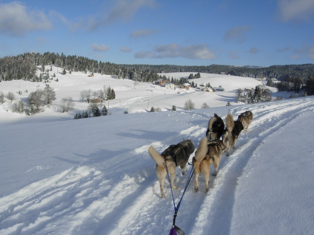 Chiens de Traineau