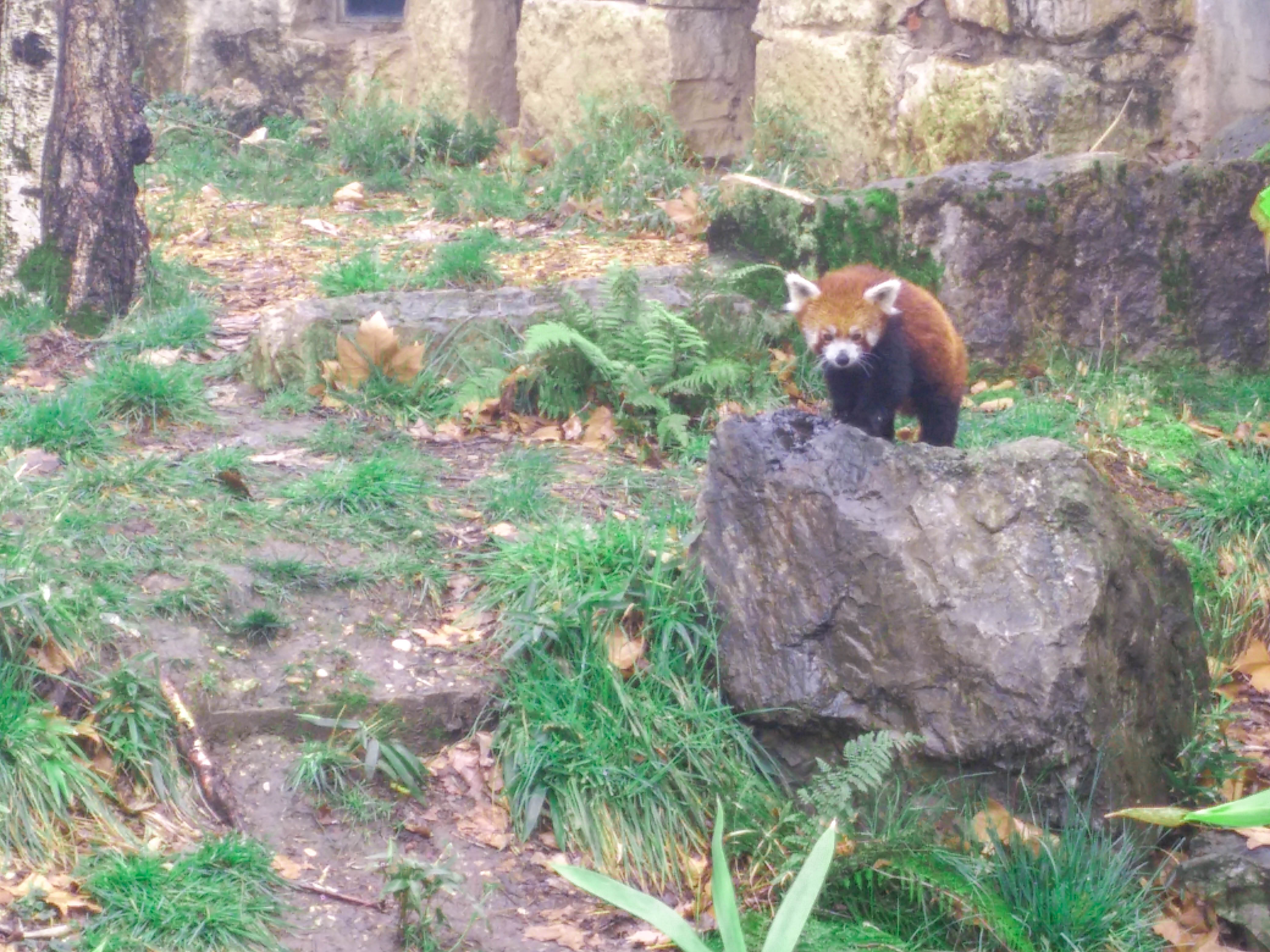 panda-roux-lyon