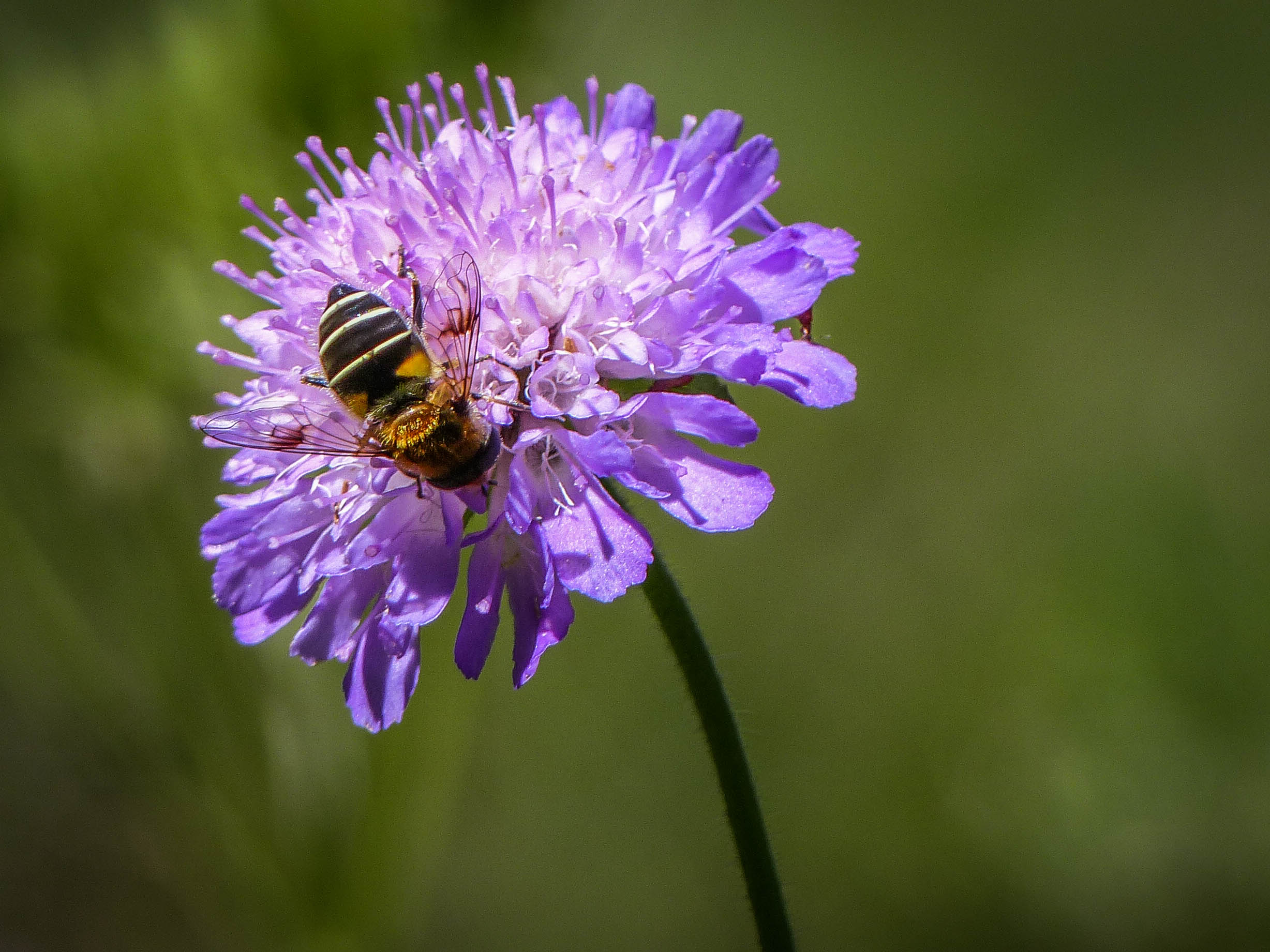 macro-fleur-abeille