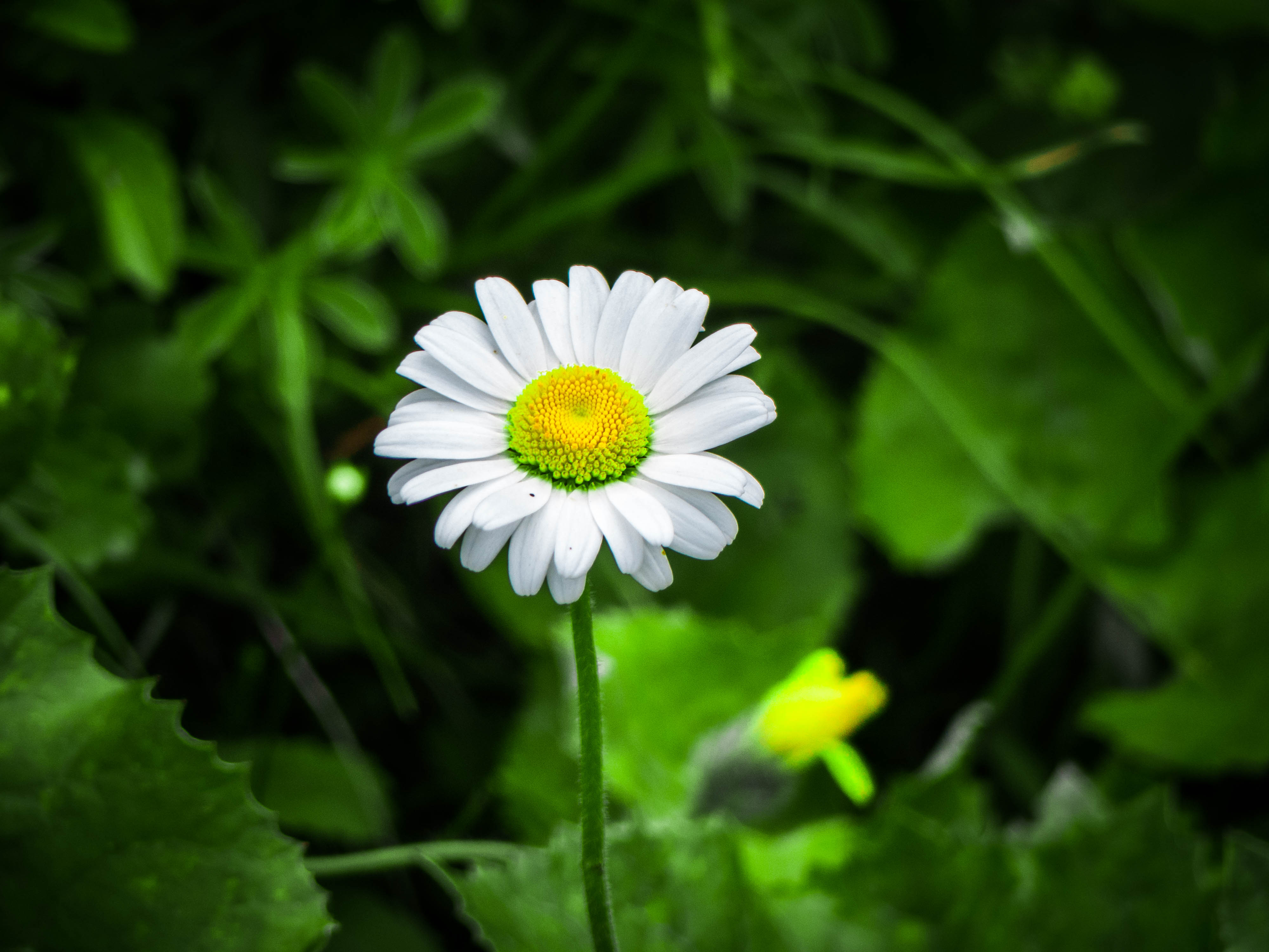 macro-marguerite