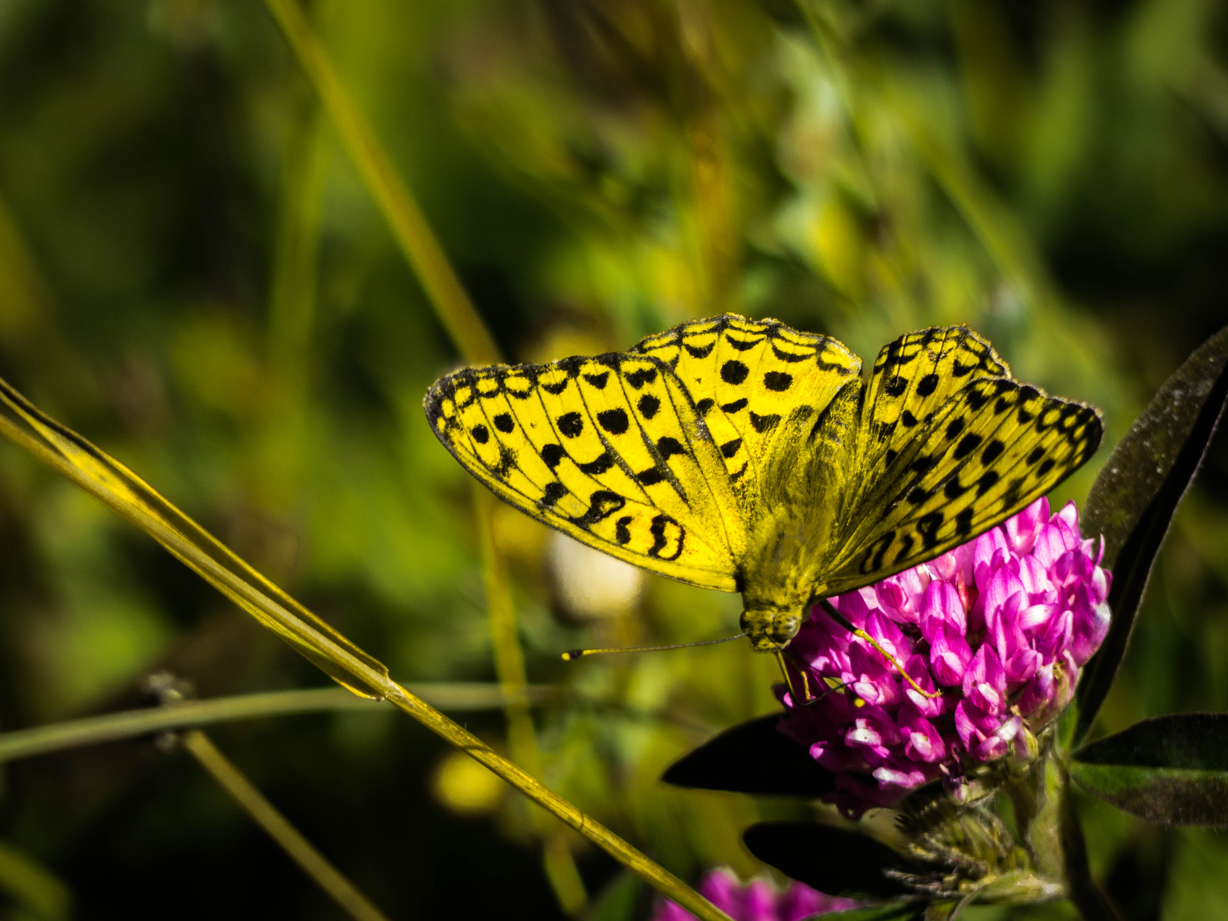 macro-papillon