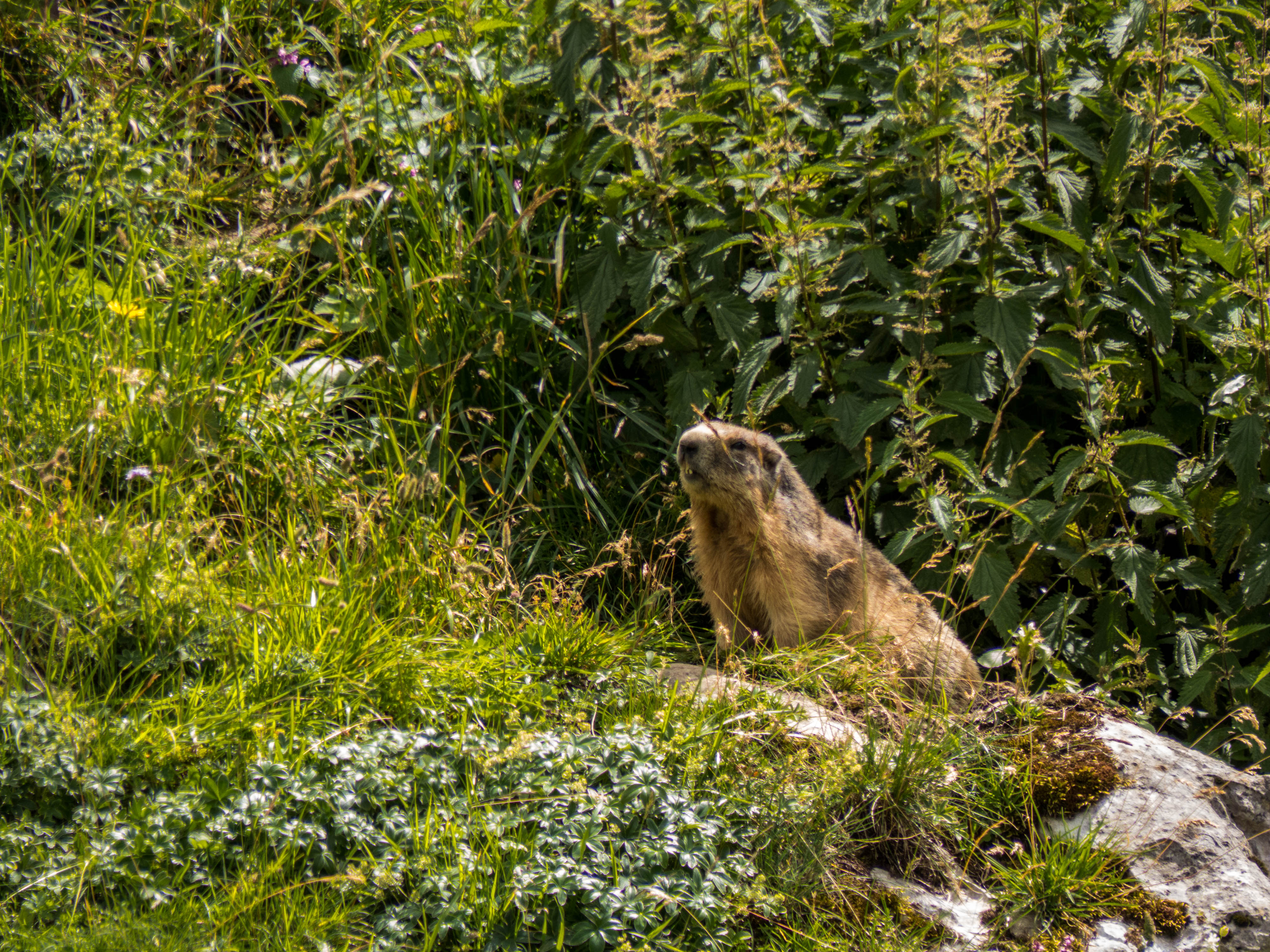photo-marmotte-alpes