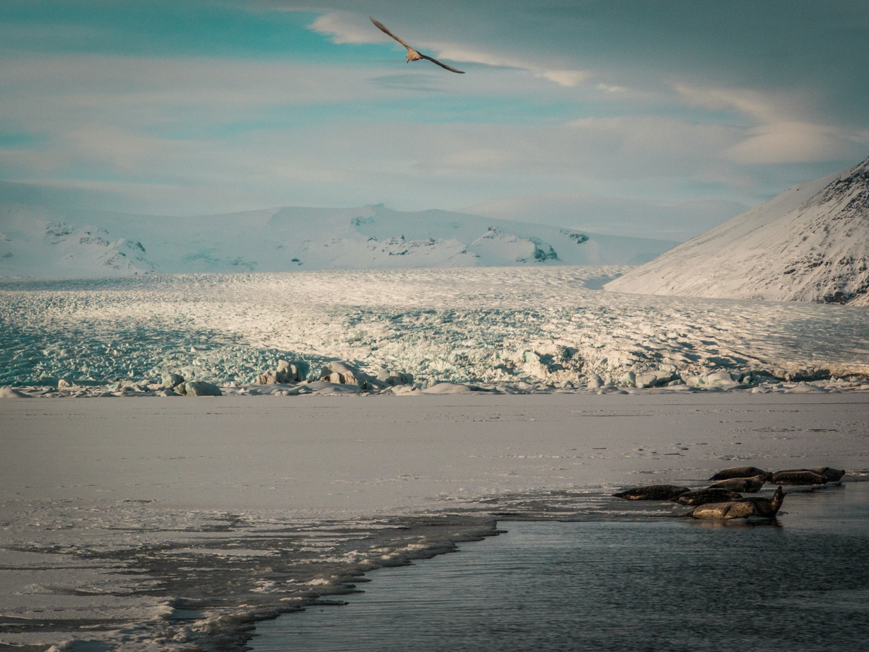 Glacier de Jokulsarlon