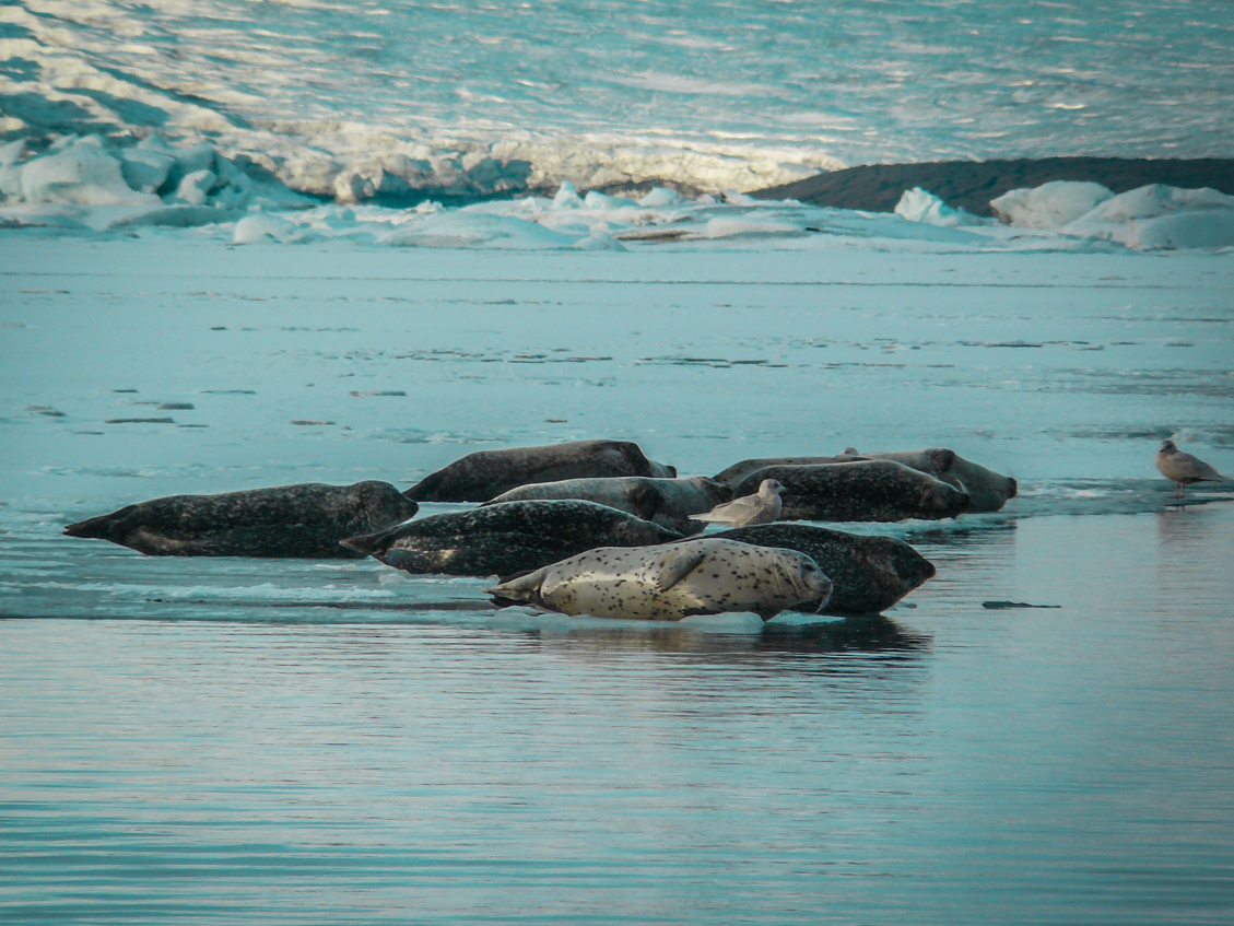 jokulsarlon-phoque-soleil