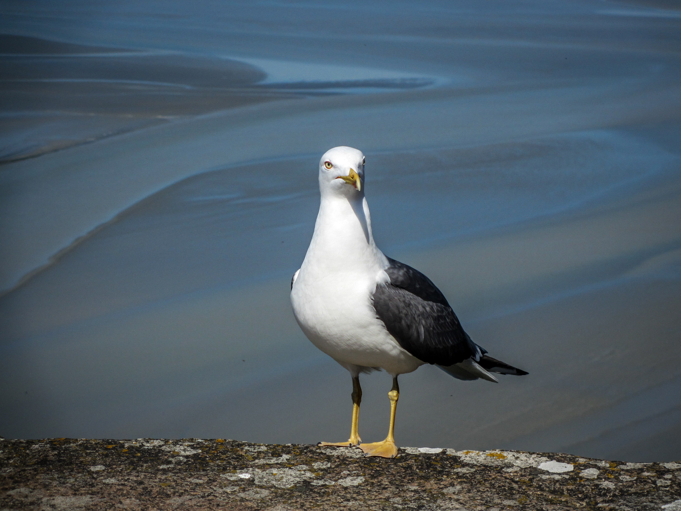 mont-saint-michel-mouette