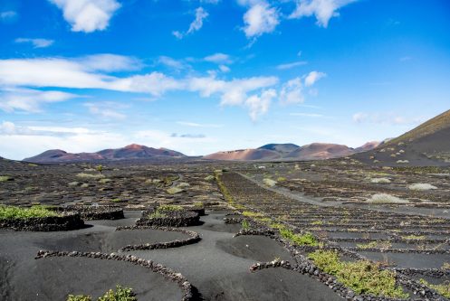 Pieds de vigne au pied du volcan Teide