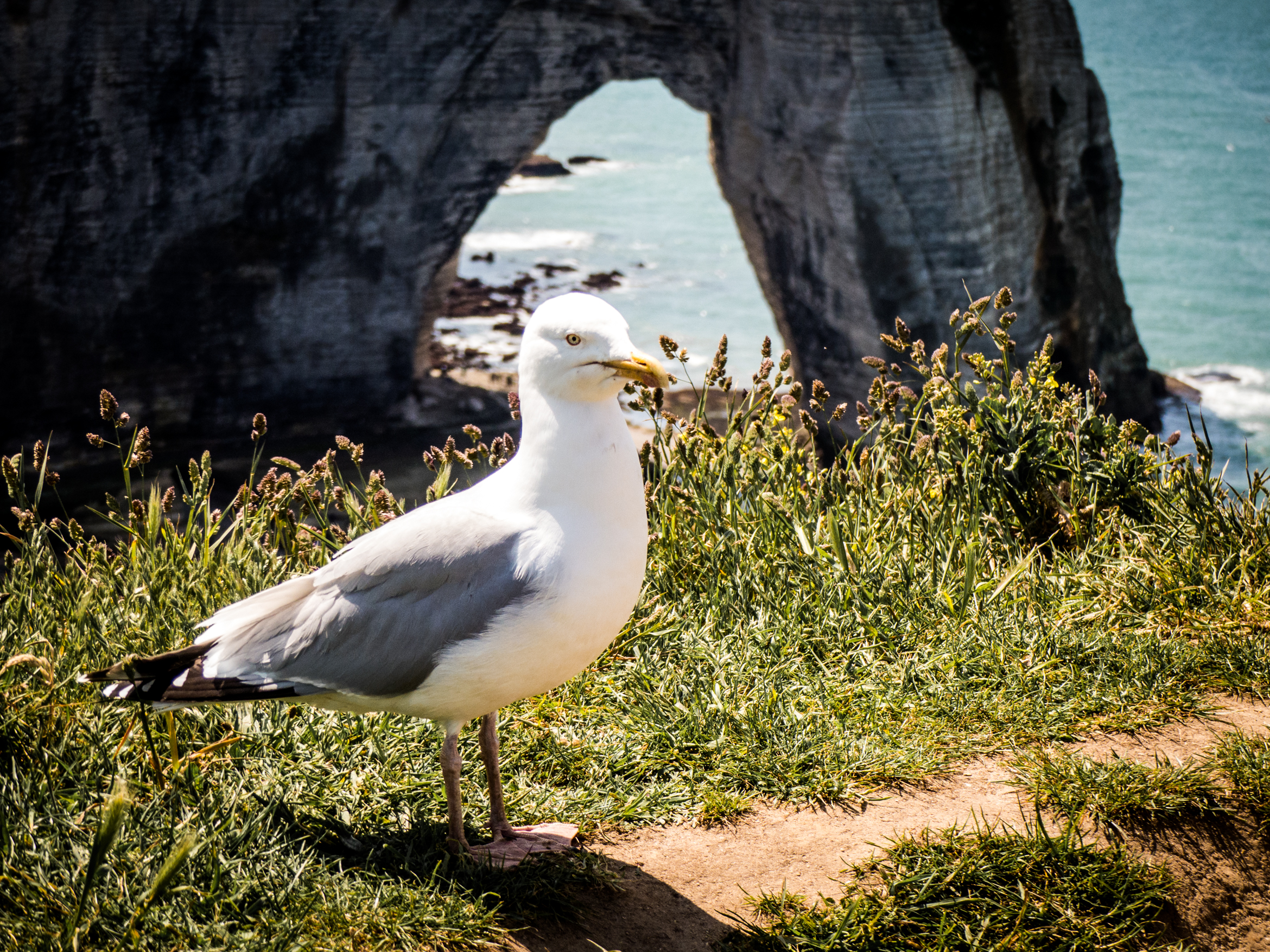 Mouette d'Etretat