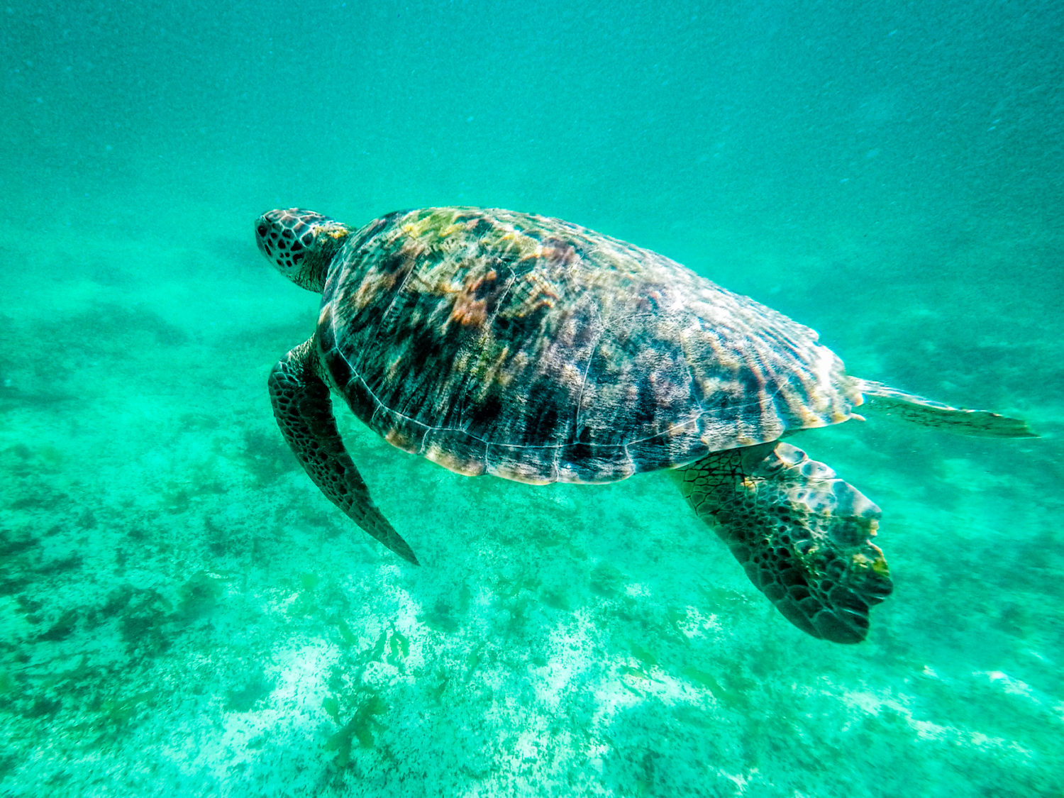 15 photos qui vont vous donner envie de foncer en Guadeloupe