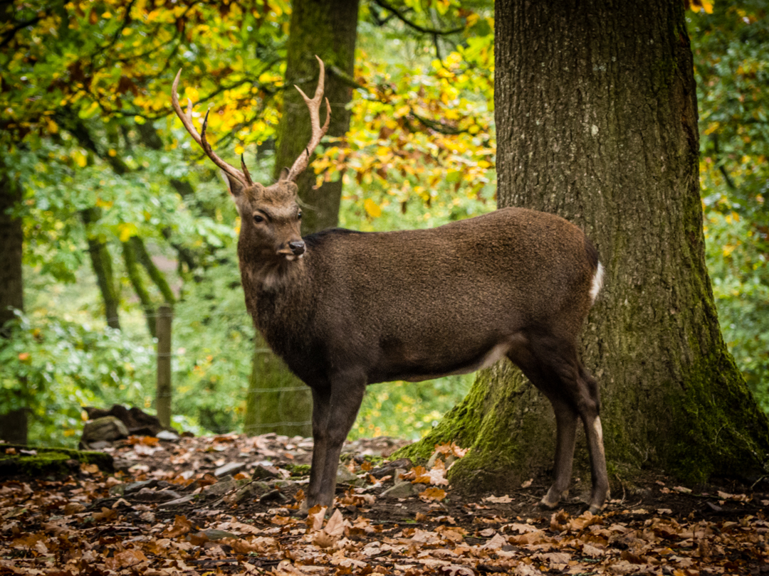 Un week-end en Ardenne belge