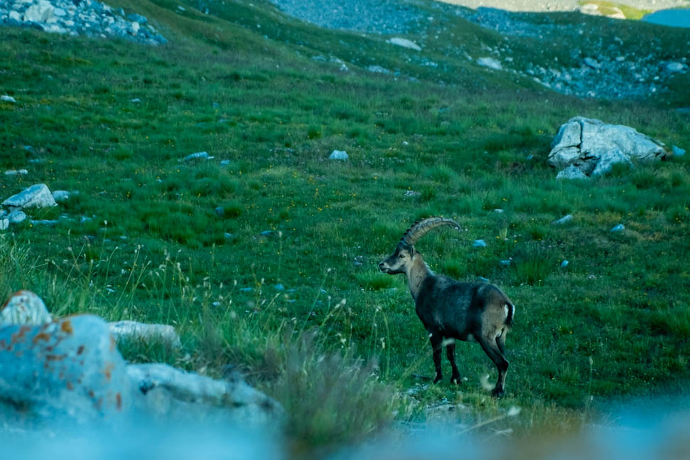 bouquetin-col-vanoise