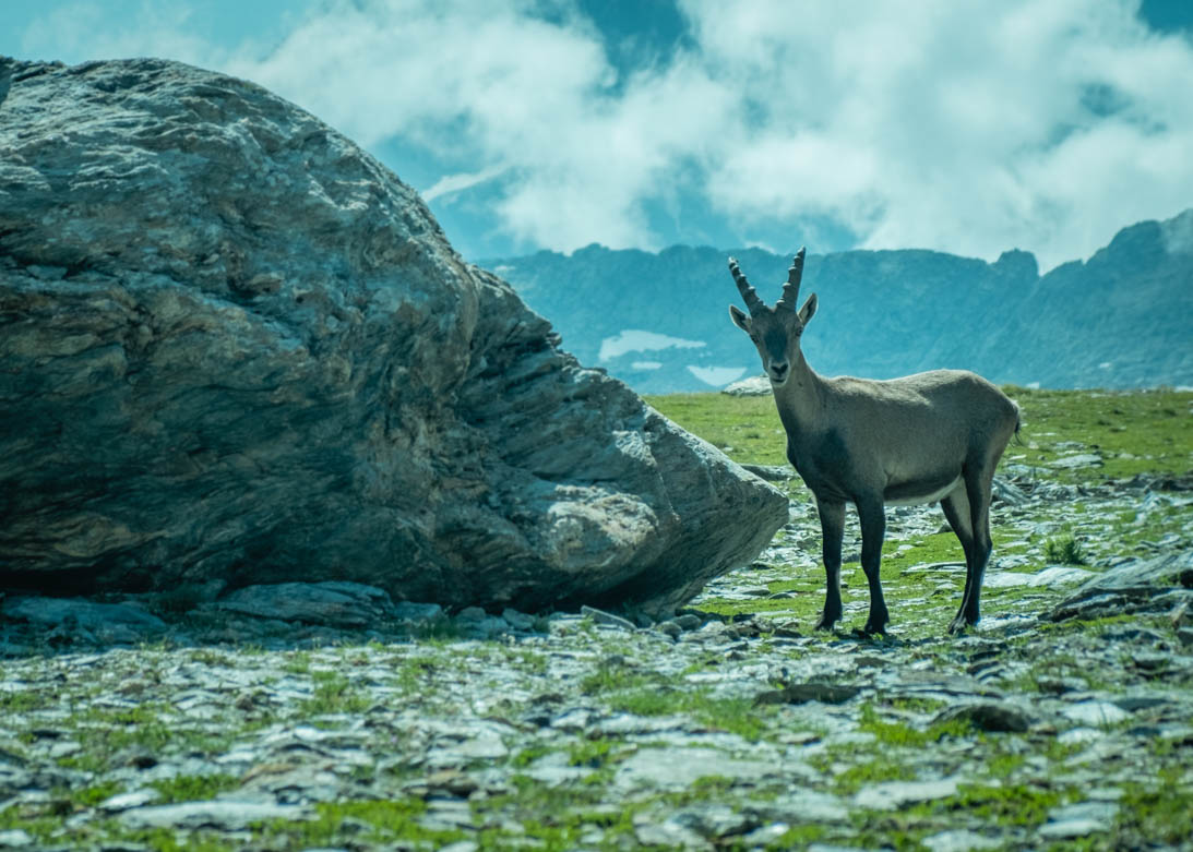 Bouquetin en Vanoise