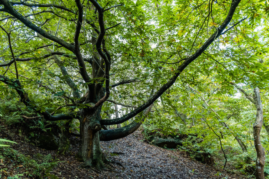 Arbre vallée des Traouiero