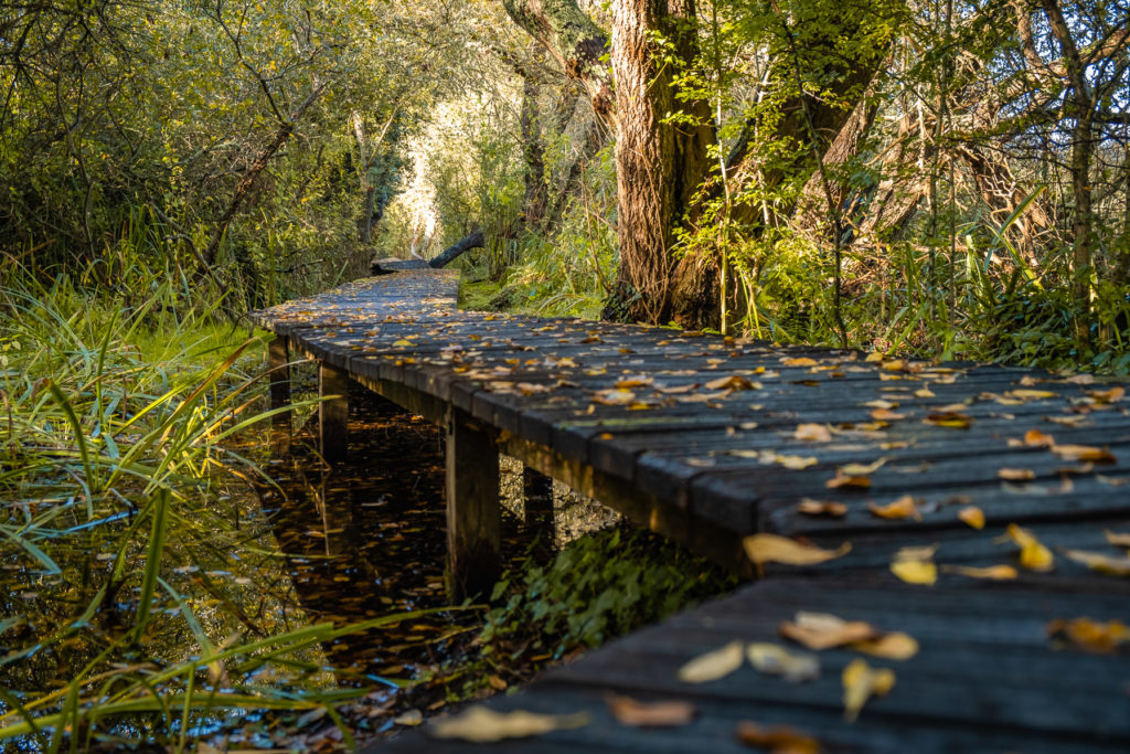 Chemin marais du Quellen