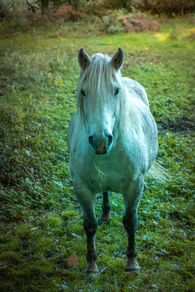 Cheval marais du Quellen